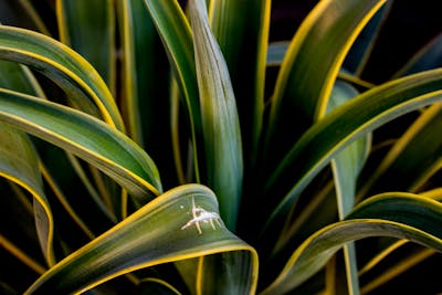 Agave Plant